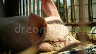 家猪猪母猪睡觉，猪笼子里的猪轮廓特写或细节粉红色，生物有机繁殖